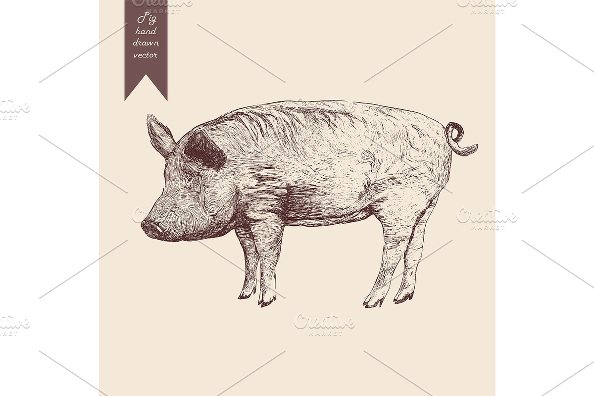 Vector illustration of a pig. Hand drawn. Vintage style. in Illustrations - product preview 8
