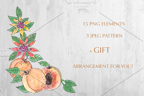 Apricot watercolor clipart set in Illustrations - product preview 4