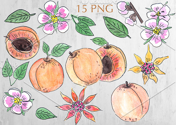 Apricot watercolor clipart set in Illustrations - product preview 5