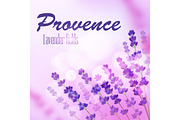 Provence lavender field background