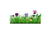 Pansy flowers violet bloom garden plant vector illustration.