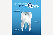 Tooth Vector Anatomy