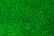   Green grass