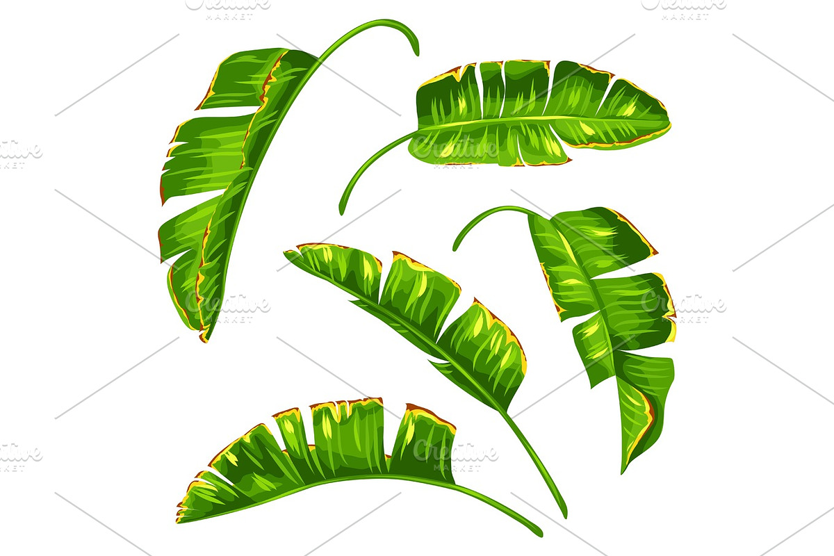 Set of banana palm leaves. Decorative tropical foliage in Objects - product preview 8