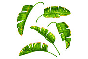 Set of banana palm leaves. Decorative tropical foliage