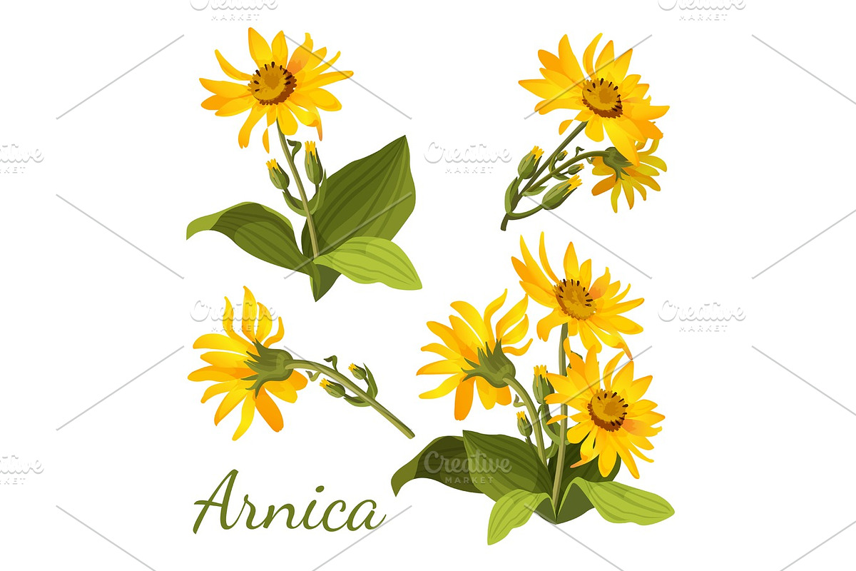 Arnica floral composition. Set of flowers with leaves, buds and branches. in Illustrations - product preview 8