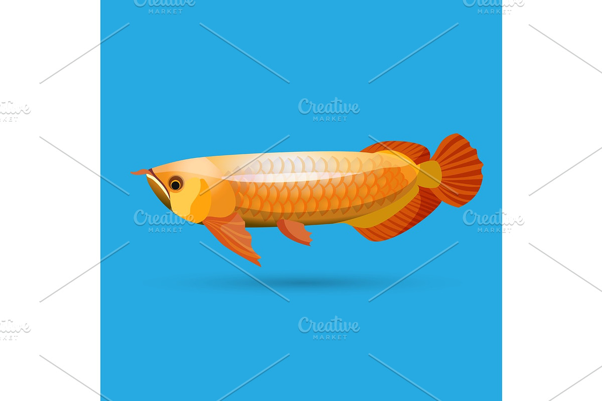 Isolated golden arowana. Freshwater bony fish bonytongues. in Illustrations - product preview 8