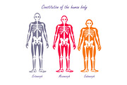 Human Body Constitution Flat Design Vector Concept