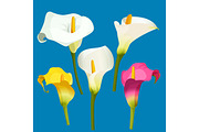 Set of calla lily in white, pink and yellow color.