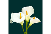 Bouquet of white calla lilies on dark green background