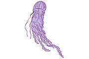 Australian Box Jellyfish Drawing