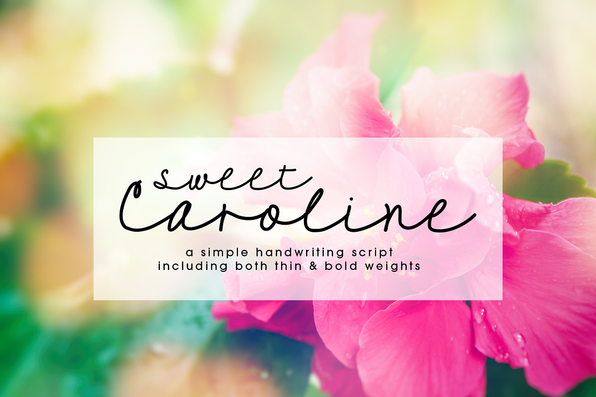 Sweet Caroline in Script Fonts - product preview 8