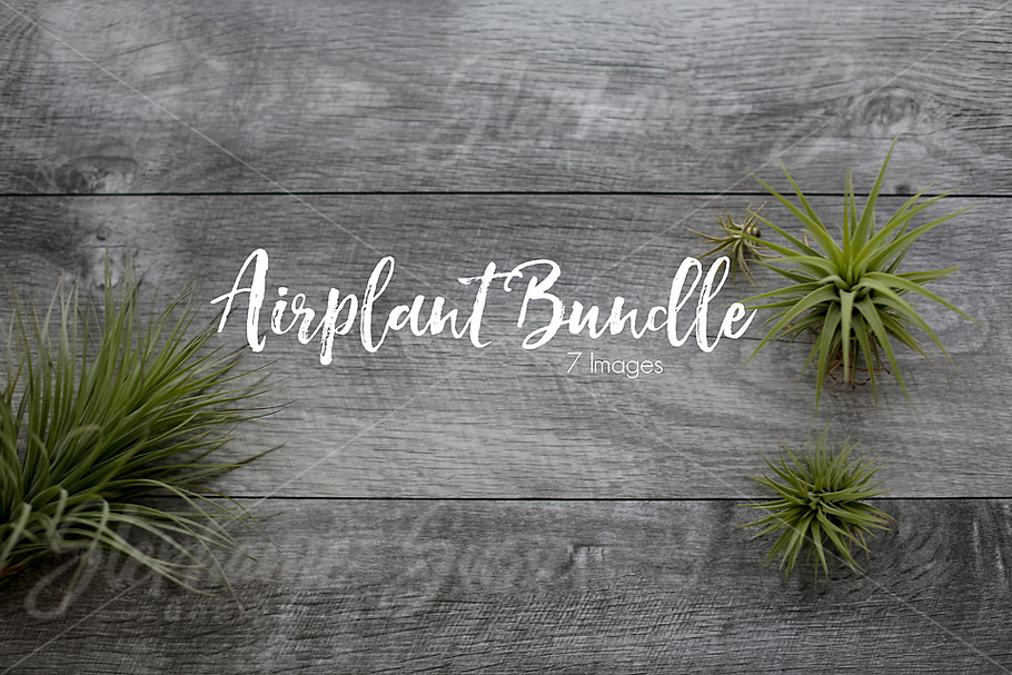 Air Plant Lay Flat Mock Up Bundle in Print Mockups - product preview 8