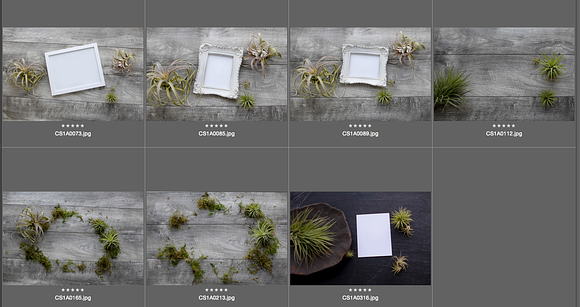 Air Plant Lay Flat Mock Up Bundle in Print Mockups - product preview 1