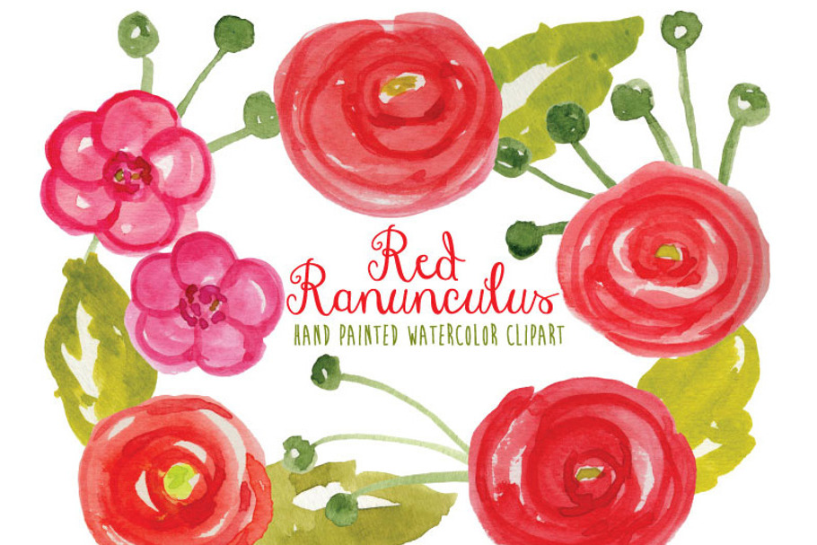 Watercolor Ranunculus in Illustrations - product preview 8