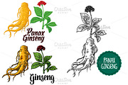 Root leaves panax ginseng Engraving