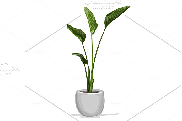 Hand drawn vector room plants in Illustrations - product preview 2