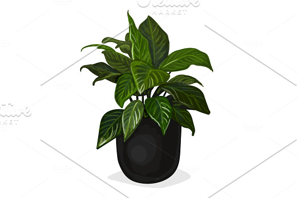Hand drawn vector room plants in Illustrations - product preview 3