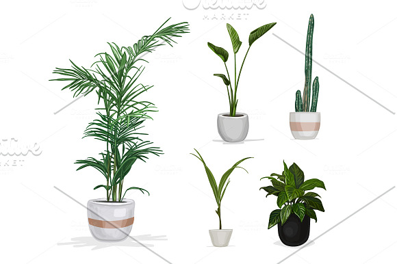 Hand drawn vector room plants in Illustrations - product preview 5