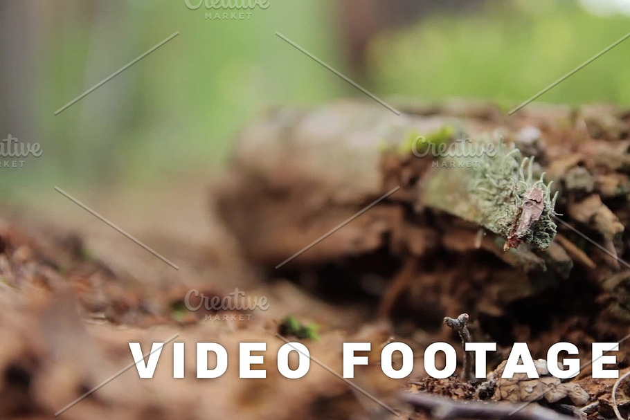 Follow focus from the rotten branch to the tree in Graphics - product preview 8