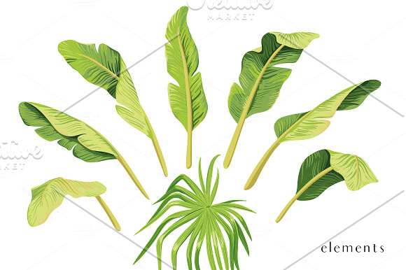 Banana trees. Vector set in Illustrations - product preview 3