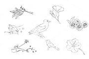 Flora & Fauna Drawings (Vector)