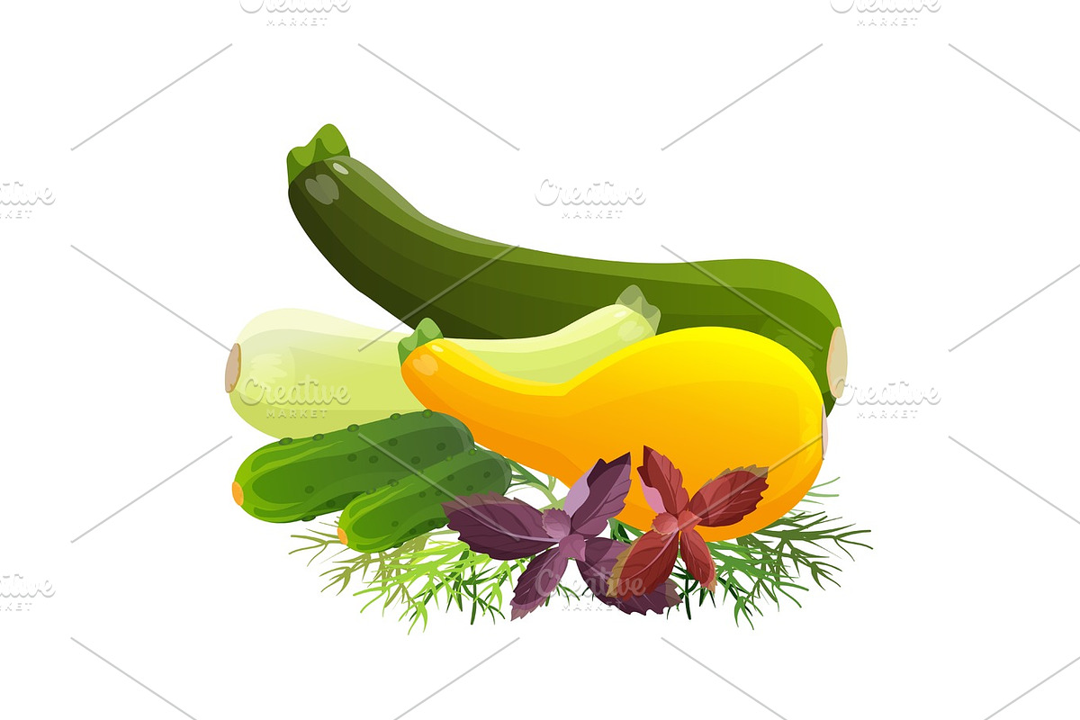 Basil leaves, cucumbers, different kinds of zucchini on dill branches in Illustrations - product preview 8