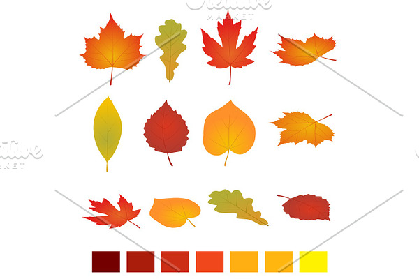 Isolated autumn leaves. Flat vector illustration. Isolated on white background. simple cartoon flat style, vector illustration