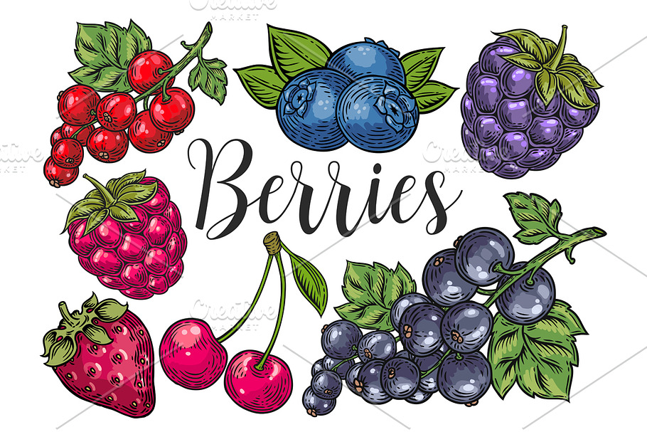 Berry hand drawn set, patterns in Illustrations - product preview 8