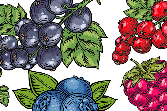Berry hand drawn set, patterns in Illustrations - product preview 2