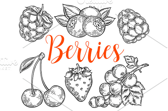 Berry hand drawn set, patterns in Illustrations - product preview 4