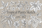 Tropical Plants Sketch 