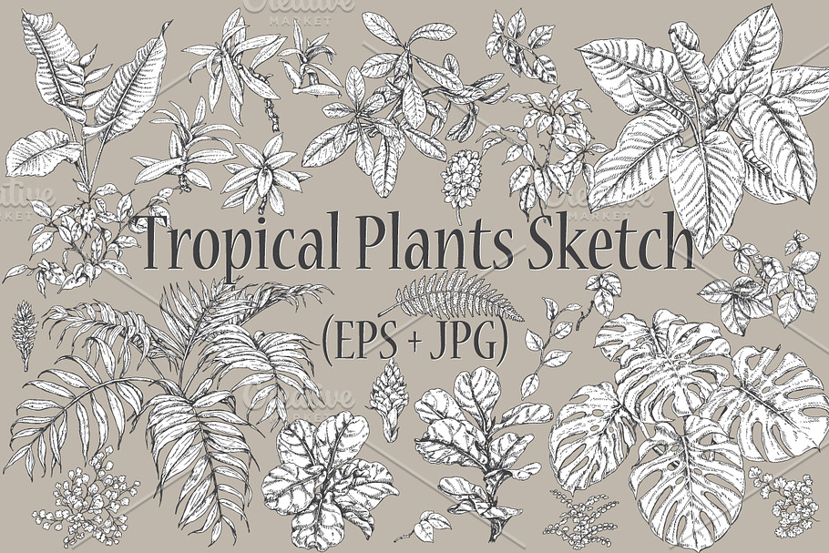 Tropical Plants Sketch  in Illustrations - product preview 8