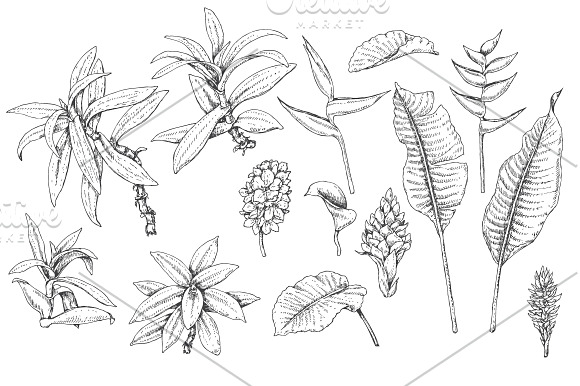 Tropical Plants Sketch  in Illustrations - product preview 1