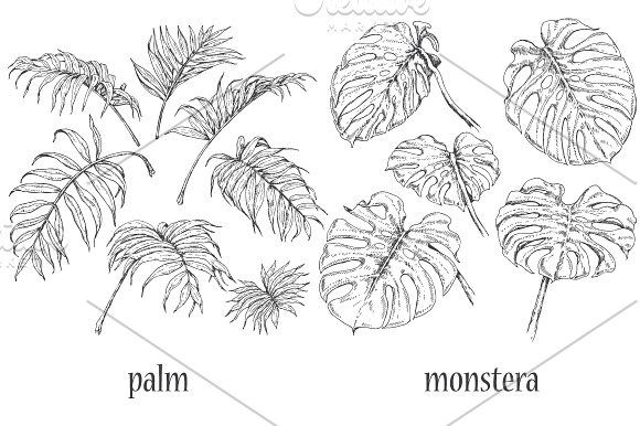 Tropical Plants Sketch  in Illustrations - product preview 3