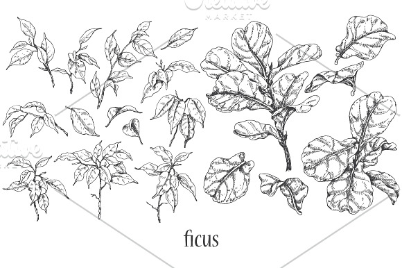 Tropical Plants Sketch  in Illustrations - product preview 5