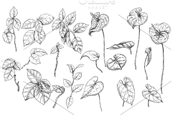 Tropical Plants Sketch  in Illustrations - product preview 7