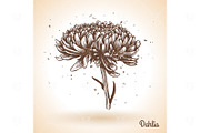 Hand drawn Dahlia flower