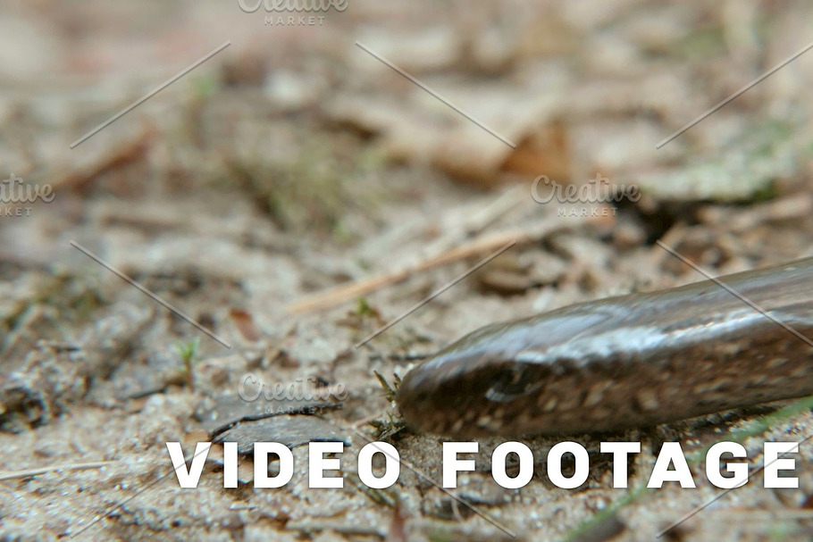 Limbless lizard look like a snake. Close up shot