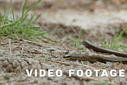 Limbless lizard look like a snake. The Anguis fragilis, or slow worm