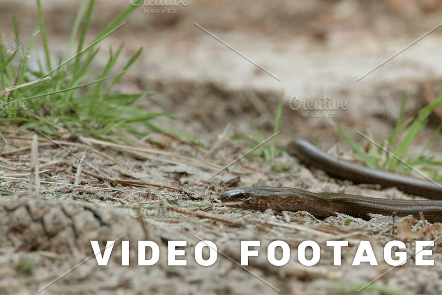 Limbless lizard look like a snake. The Anguis fragilis, or slow worm