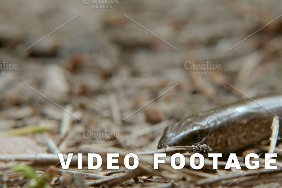 The Anguis fragilis, or slow worm, is a limbless lizard. Close up shot
