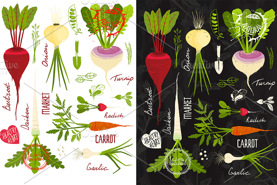 Vegetables with Leafy Tops in Illustrations - product preview 8