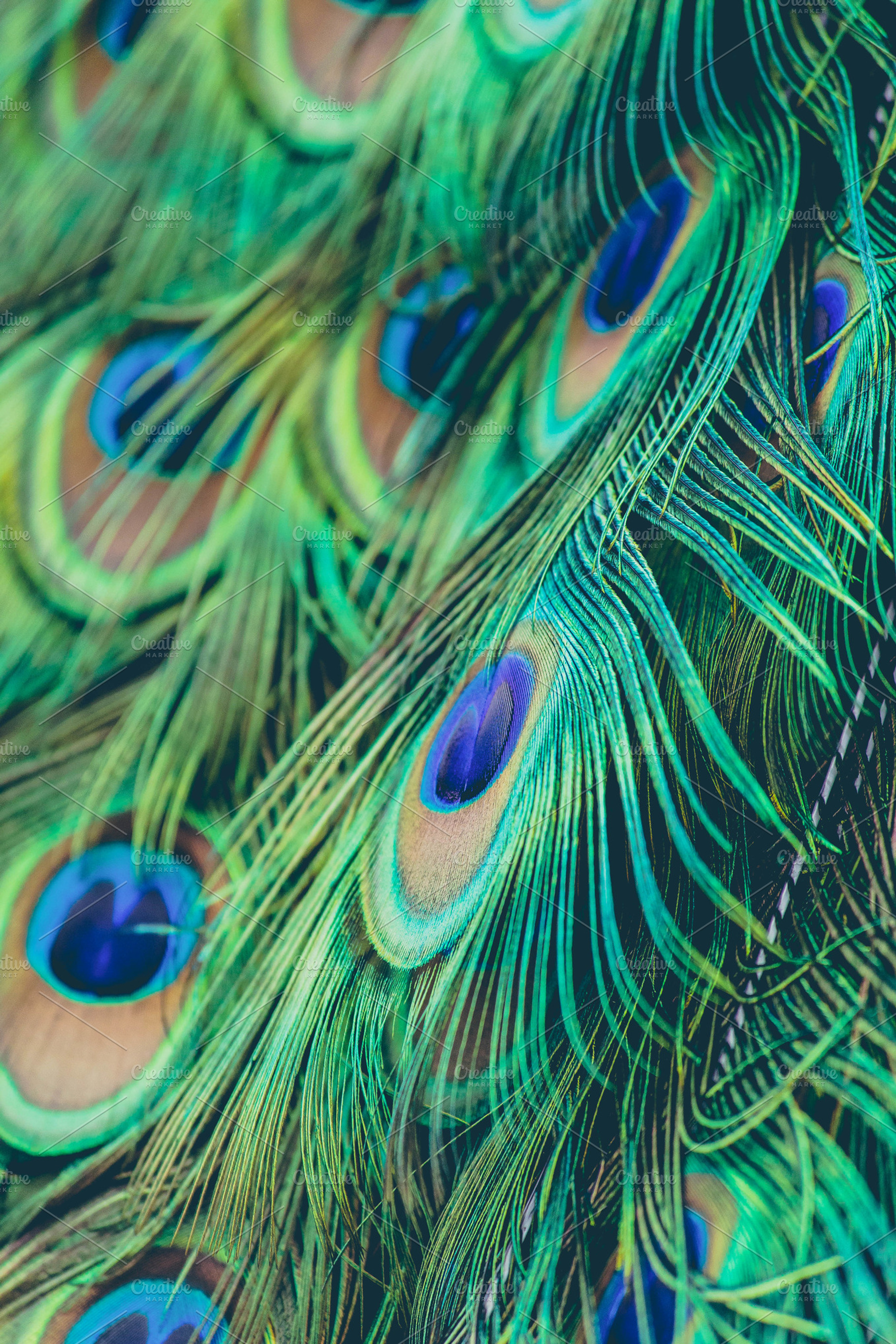Peacock Feathers On Black by Davies And Starr