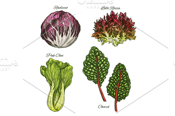 Salads or leafy vegetables vector icons set