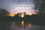 LR Preset- Cherry Blossom Sunset