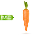 Carrot. Vector set. 