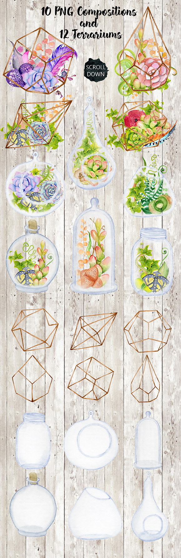 Succulents & Cactuses in Illustrations - product preview 6