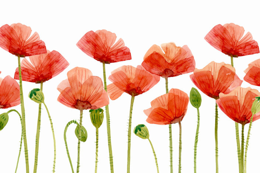 Watercolor Flowers, Poppies in Illustrations - product preview 8