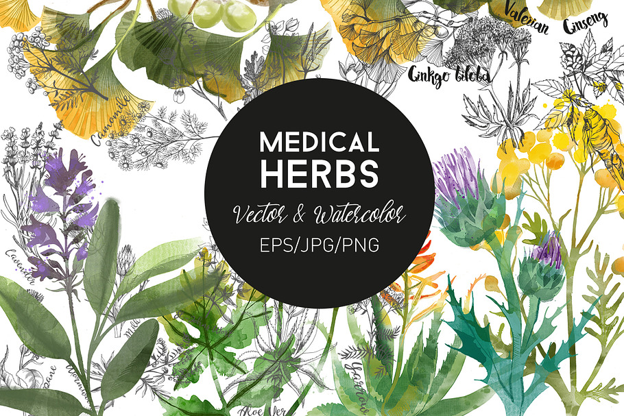 Medical Herbs. Vector & watercolor